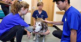 prospective vet students observing a consultation on a dog in the small animal practice
